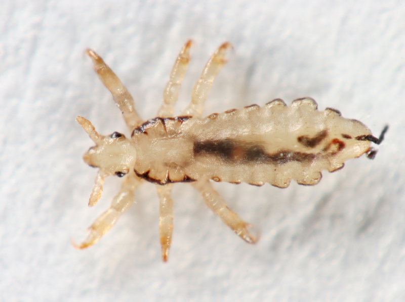 Bad Head Lice